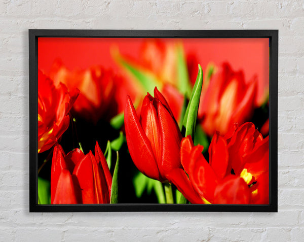 Tulpen im Sonnenlicht