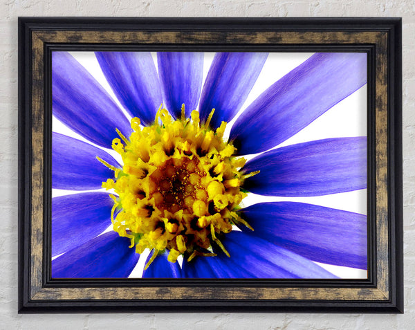 Purple Petal Beauty Framed Print