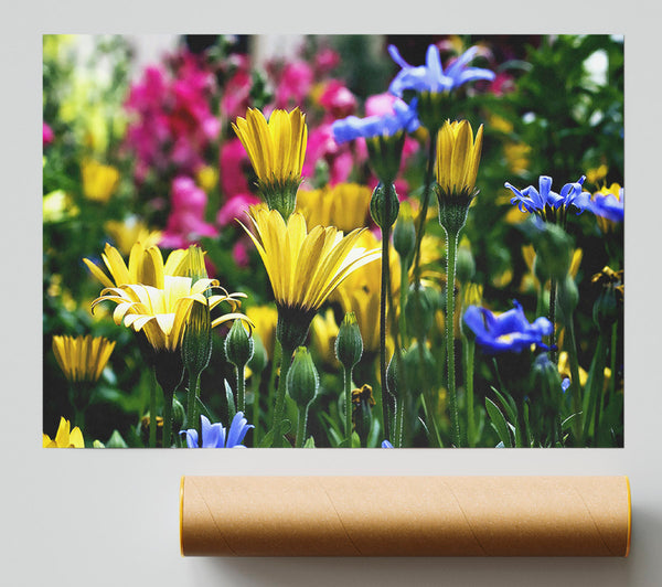 Vail Flowers In Colorado Poster