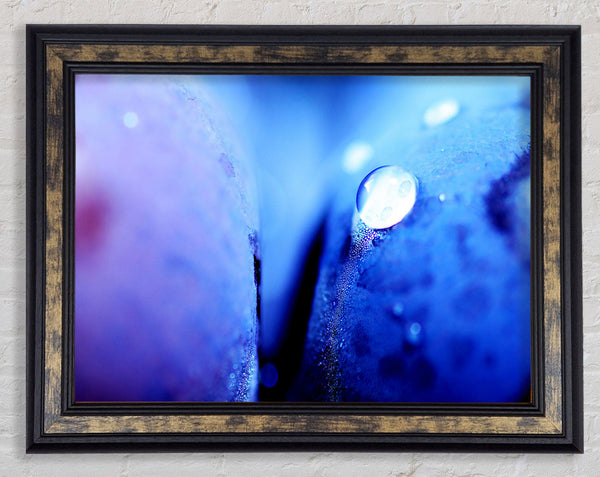 Blue Petal Water Droplet Framed Print