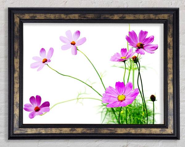 Pink Daisy Bloom Framed Print