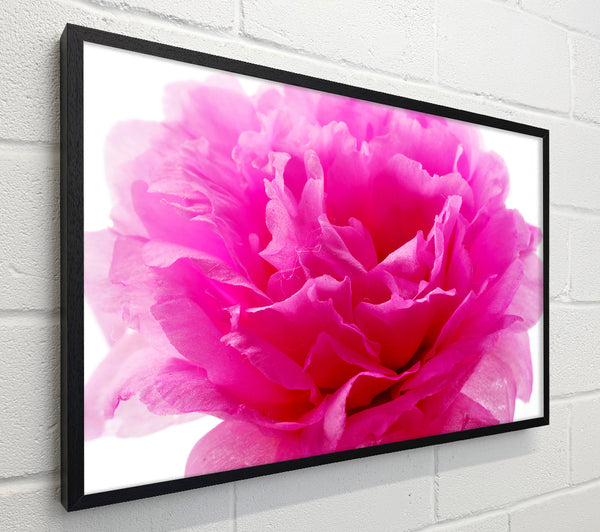 Pink Carnation Ruffles
