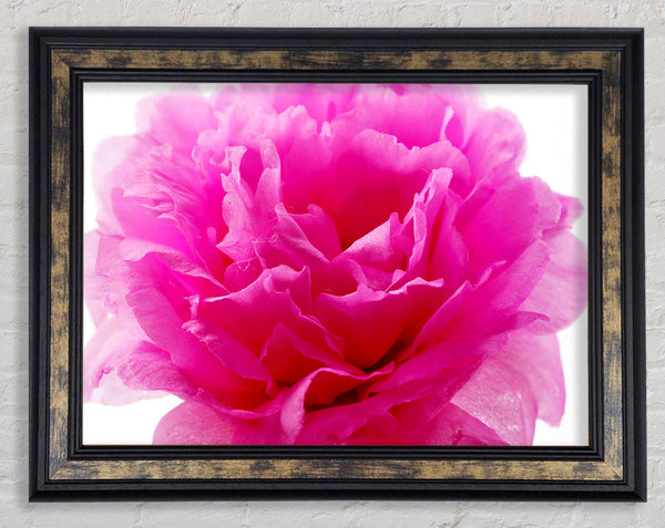 Pink Carnation Ruffles Framed Print