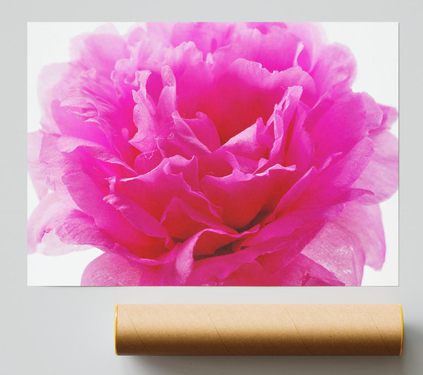 Pink Carnation Ruffles Print