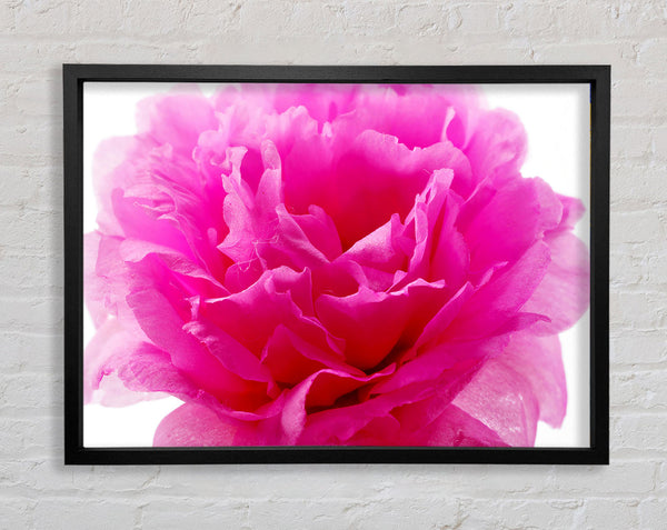 Rosa Nelkenrüschen