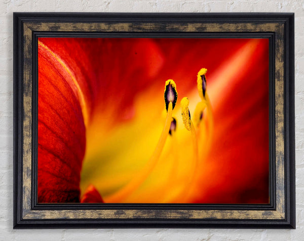 Close-Up Of Beauty Framed Print