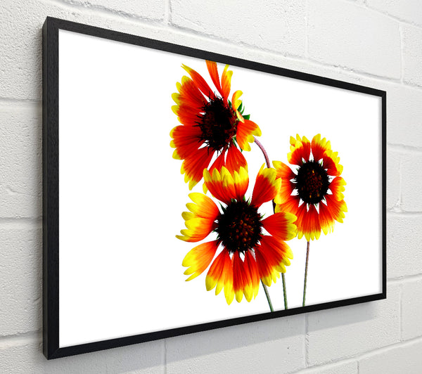 Sun Flower Trio