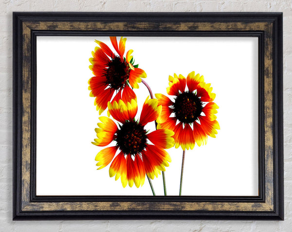 Sun Flower Trio Framed Print