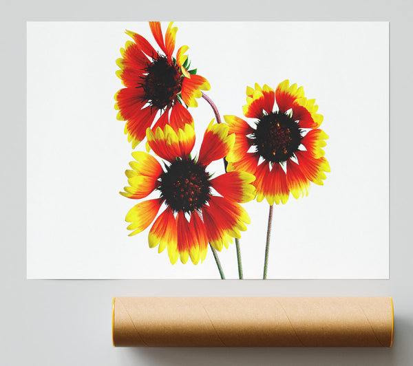 Sun Flower Trio Print