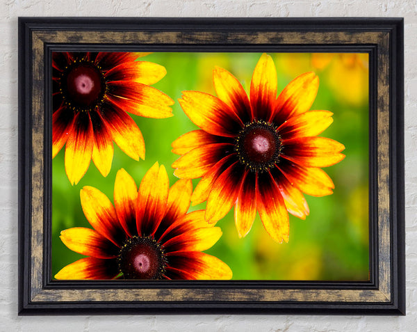 Sun Flower Garden Framed Print