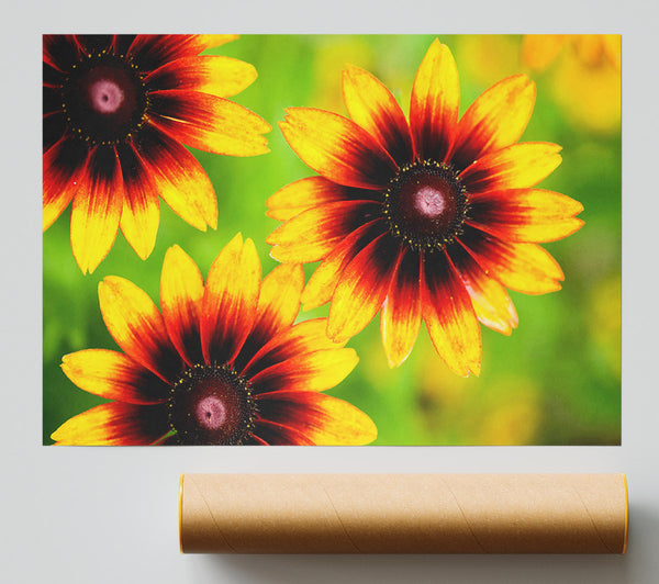 Sun Flower Garden Print