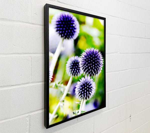 Purple Pom Poms