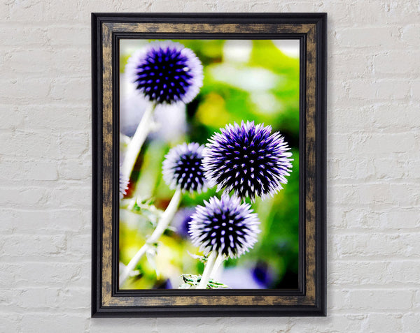 Purple Pom Poms Framed Print