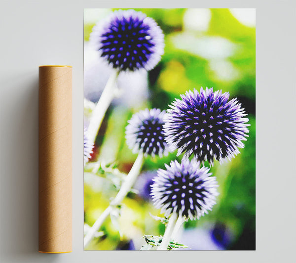Purple Pom Poms Giclee Print