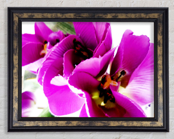 Pink Petal Galore Framed Print