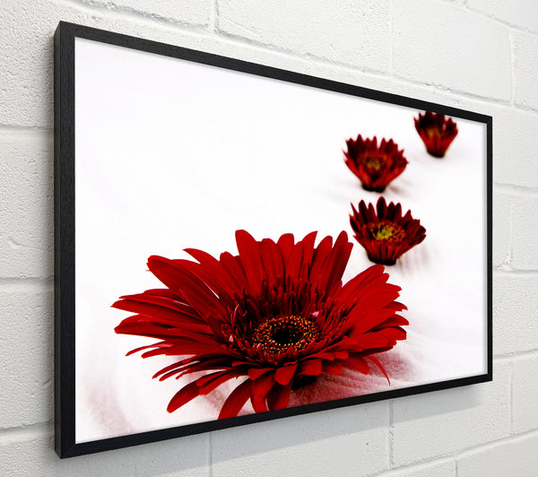 Red Gerbera Heads