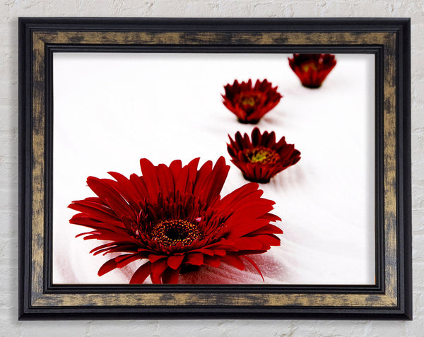 Red Gerbera Heads Framed Print