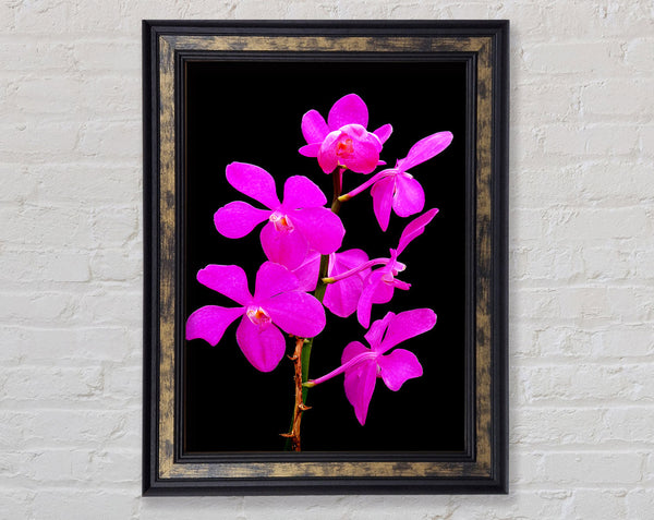 Vibrant Pinks Framed Print