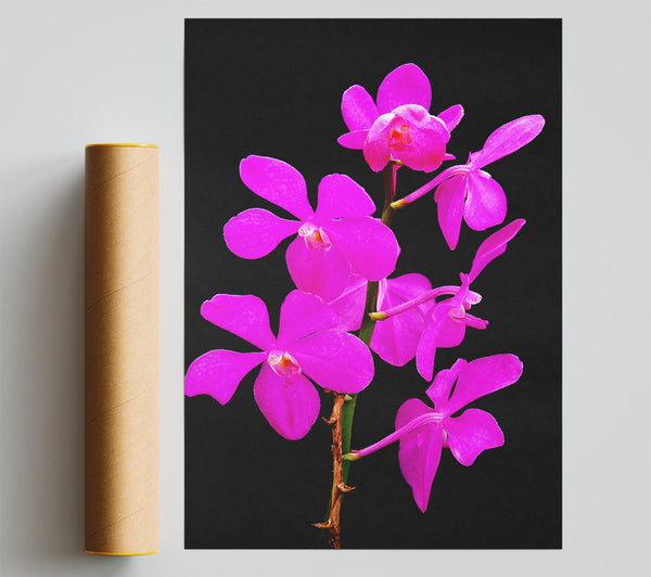 Vibrant Pinks Poster