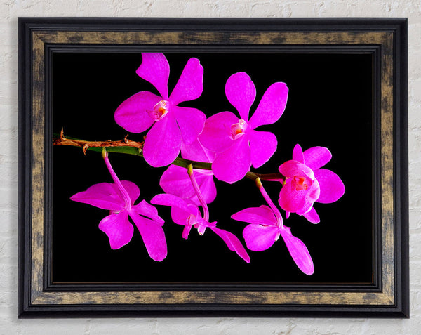 Vibrant Pink Beauties Framed Print