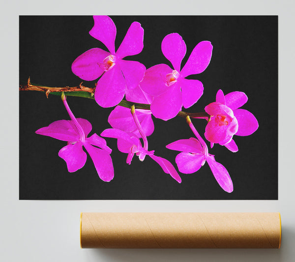 Vibrant Pink Beauties Giclee Print