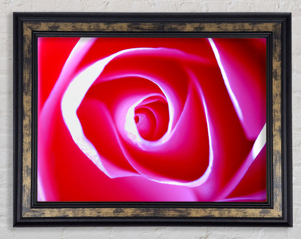 Delicate Pink Rose