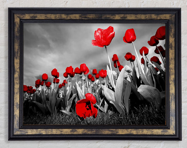Red Tulip Skies B n W Framed Print