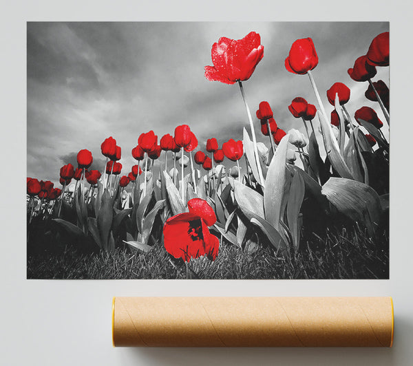 Red Tulip Skies B N W Print