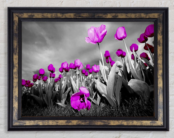 Purple Tuilp Skies B n W Framed Print