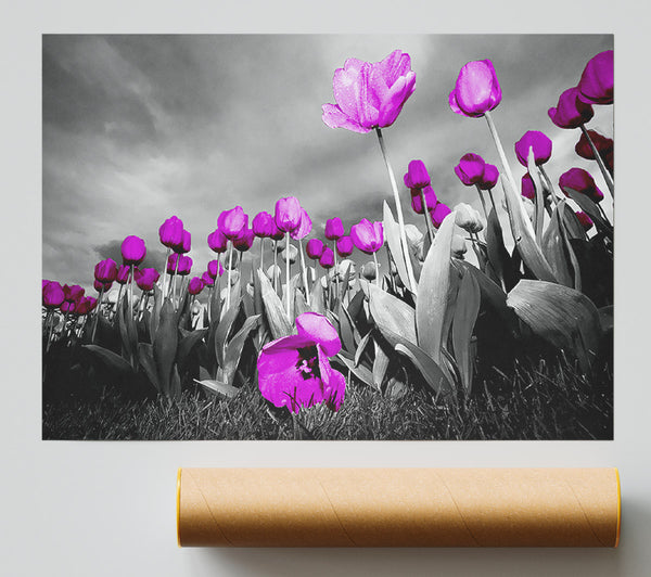 Purple Tuilp Skies B N W Print