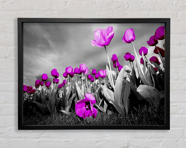 Purple Tuilp Skies B n W Framed Print