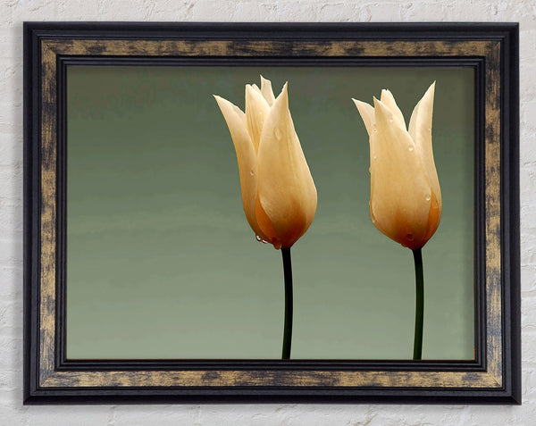 Cream Fire Tulips Framed Print