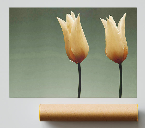 Cream Fire Tulips Giclee Print