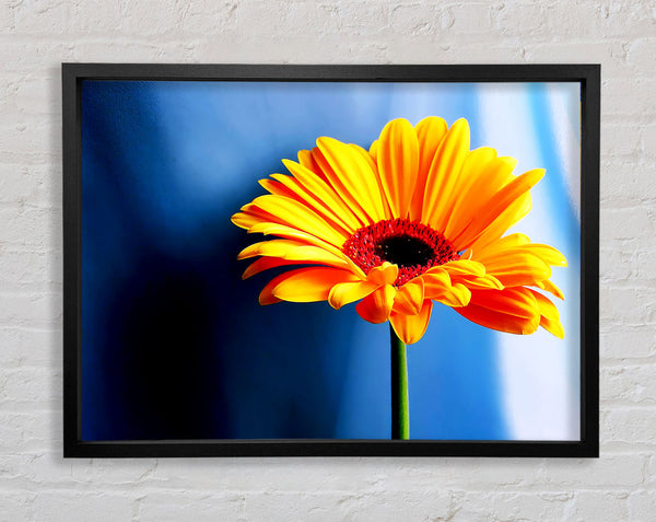 Einzelne orange Gerbera