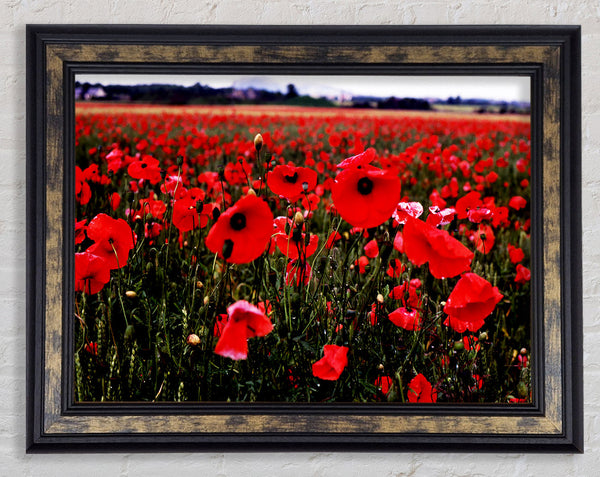 Red Poppy Field Hills Framed Print
