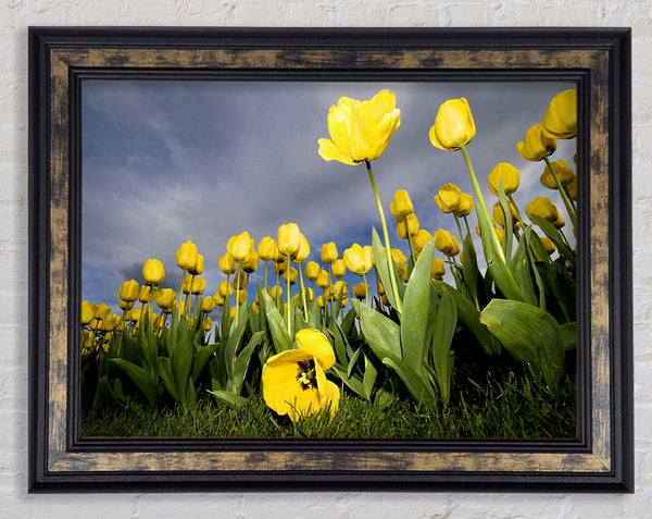Yellow Daisy Storms Framed Print