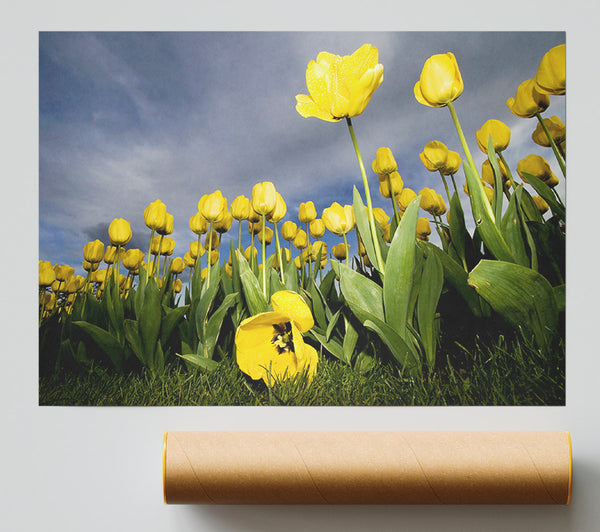 Yellow Daisy Storms Poster