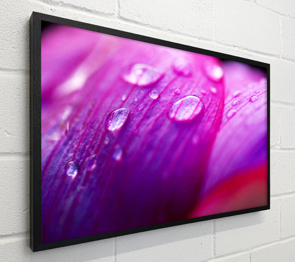 Pink Petal Dew