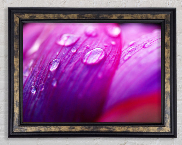 Pink Petal Dew Framed Print