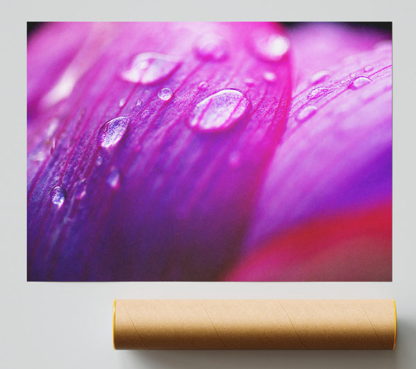 Pink Petal Dew Giclee Print