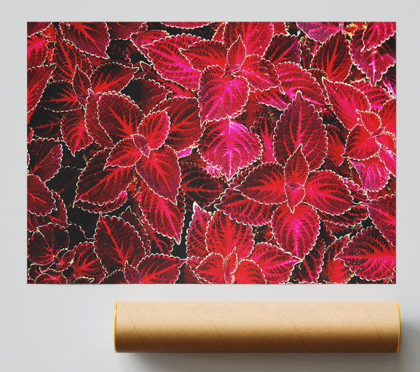 Deep Red Autumn Leaves Poster