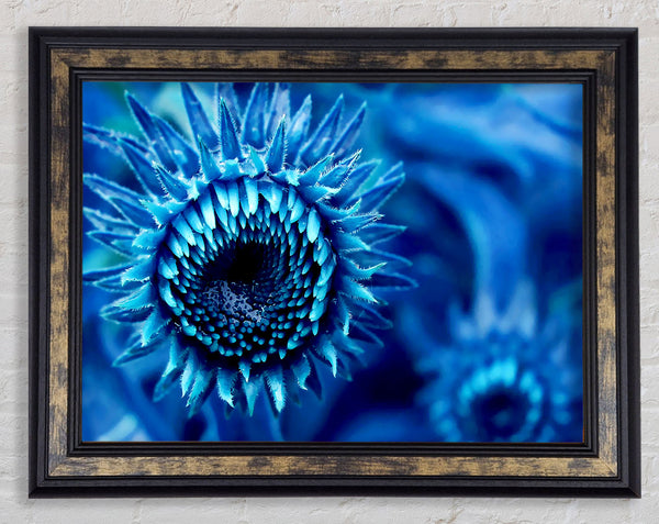 Blue Sunflower Framed Print