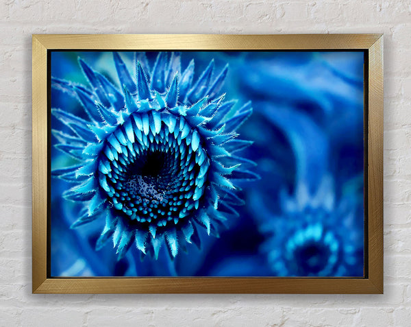 Blaue Sonnenblume