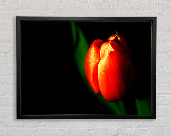 Tulpe in praller Sonne