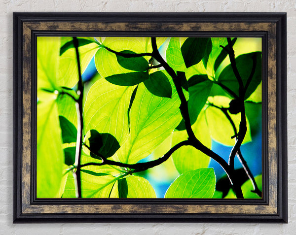Green Leaves In Sunlight Framed Print