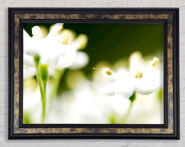 White Flower Heaven With Web Framed Print