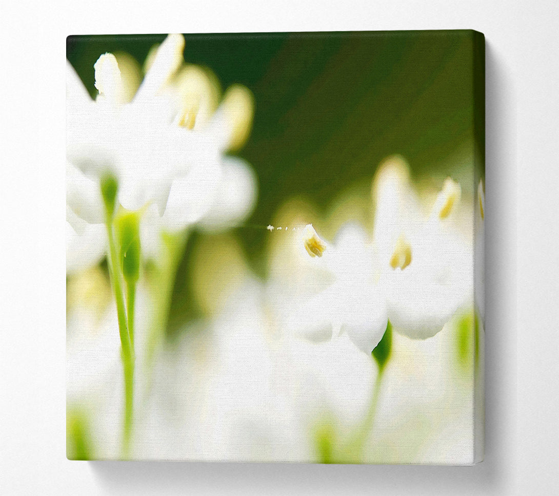  A Canvas Print of White Flower Heaven With Web Canvas Wall Art