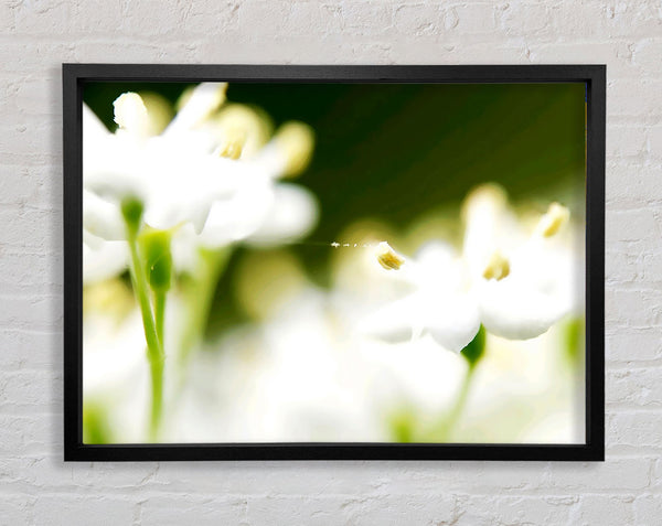 White Flower Heaven With Web