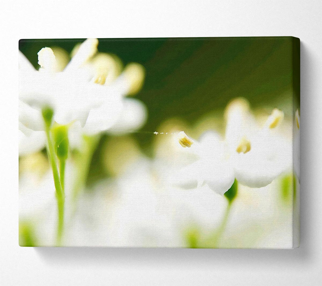  A Canvas Print of White Flower Heaven With Web Canvas Wall Art