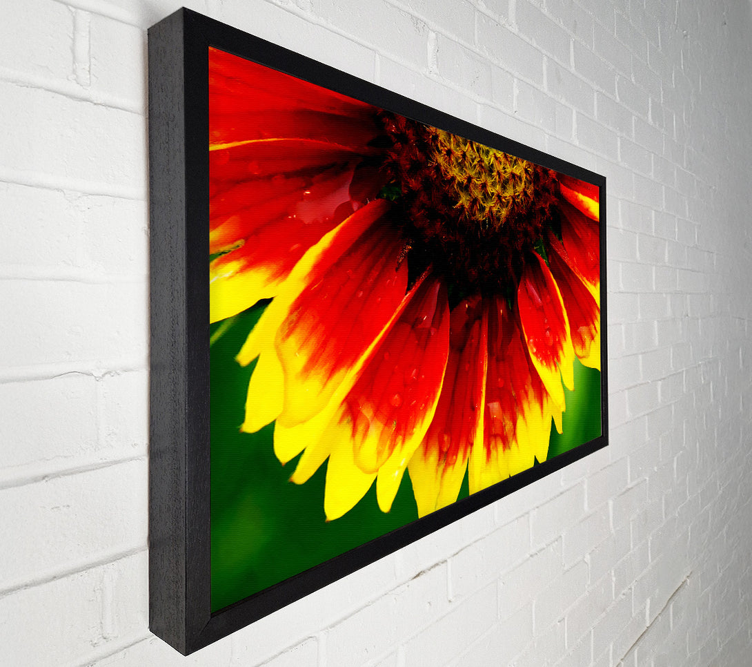  A Canvas Print of Fire Petal Dewdrop Canvas Art